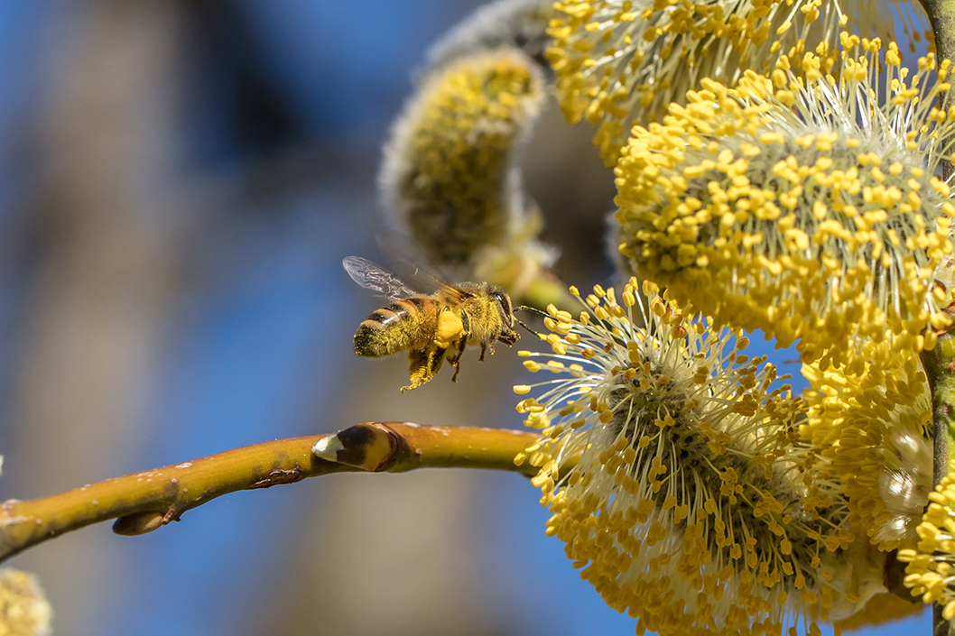 Biene und Pollen