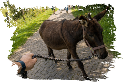 Eselwanderung Eselblick-Expedition mit 1 Esel