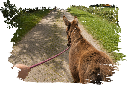 Eselwanderung Eseltastische Auszeit mit 1 Esel  (ca. 4 Std)