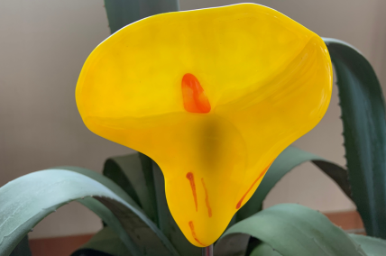 Calla Gelb