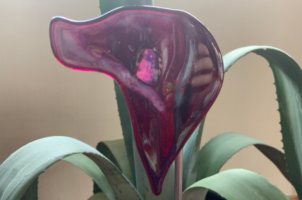 Calla Lila