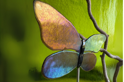 Schmetterling Schimmer