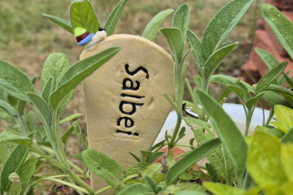 Beetgeflüster Salbei