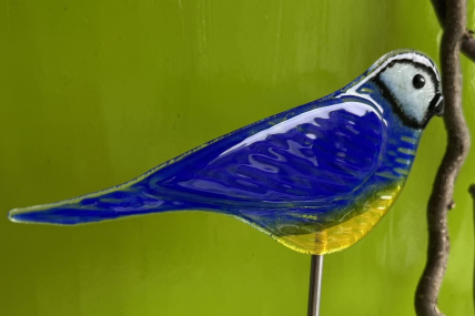 Vogel Blaumeise