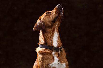 Hundehalsband nach Mass Lederhalsband personalisierbar