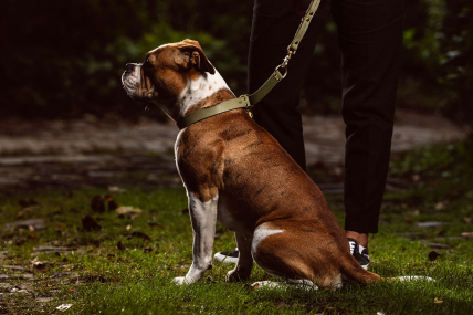 Hundehalsband Zugstopp Retriever Lederhalsband personalisierbar