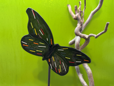 Schmetterling Schwarz/Bunt