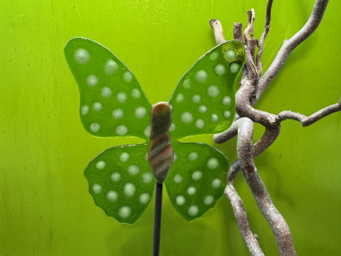 Schmetterling Grün/ Weiß