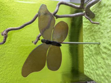 Schmetterling Schimmer