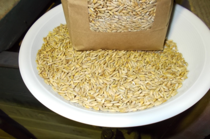 Lichtkornroggen 5 kg (Züchter Cultivari)