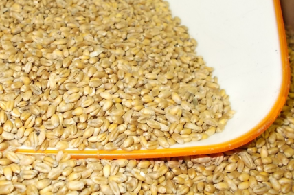Brot- und Backweizen "Capo" 5 kg ganzes Korn
