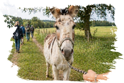 Eselwanderung Langohren-Route mit 1 Esel (ca. 1,5 Std)