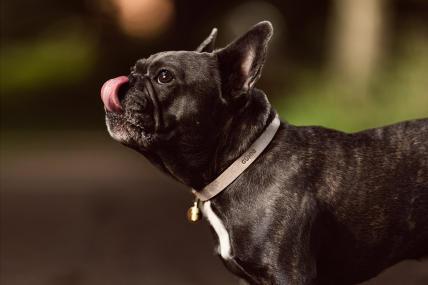 Leder Hundehalsband nach Maß mit Schnellverschluss und Personalisierung