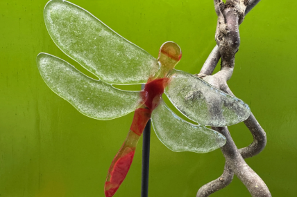 Libelle Rot/Transparent