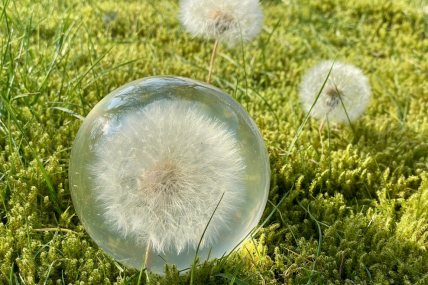 Magische Pusteblume in Epoxidharz - Handgefertigter Briefbeschwerer  Groß ganze Blüte