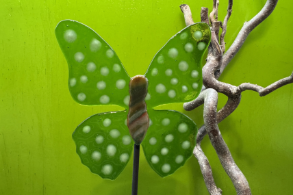Schmetterling Grün/ Weiß