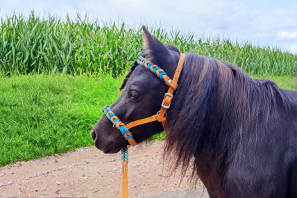 Kappzaum/Sidepull aus Fettleder 