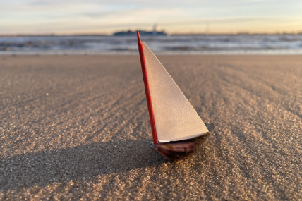 Miesmuschelschiffchen-Selbstbauset