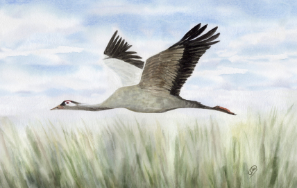 Aquarell Brettchen Frühstücksbrettchen Kranich Ostsee WA4