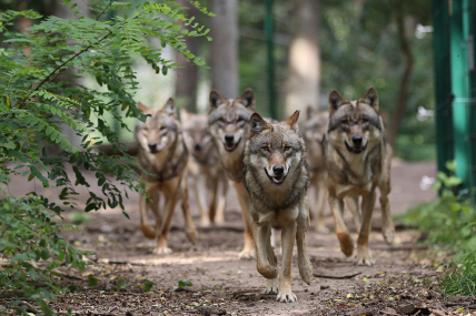 "2 für 1" Eintritt im Wolfcenter Dörverden