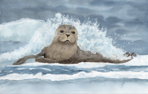 Seehund Brettchen DK11