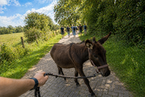 Eselwanderung Eselblick-Expedition mit 1 Esel (ca. 3 Std)
