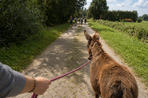Eselwanderung Eseltastische Auszeit mit 2 Eseln (ca. 4 Std)