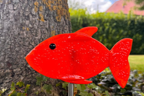 Fisch rot