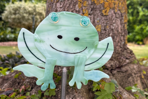 Frosch Grün