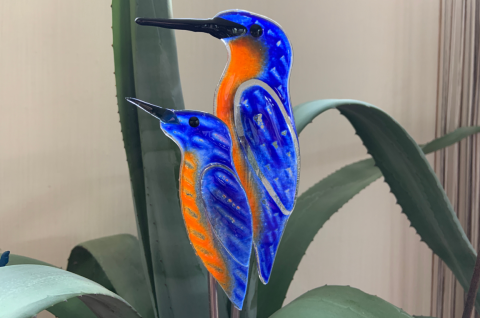 Eisvogel