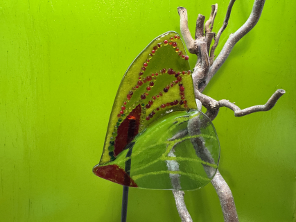 Schmetterling Grün/Rot