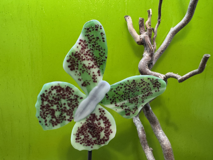 Schmetterling Grün/ Fuchsie