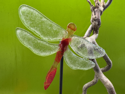 Libelle Rot/Transparent