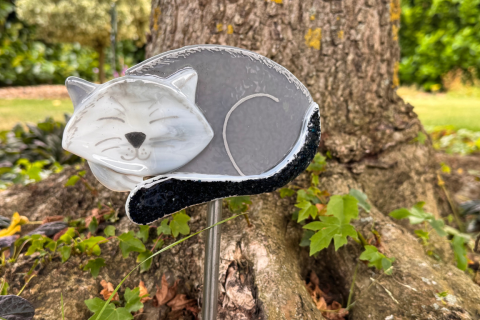 Katze Grau