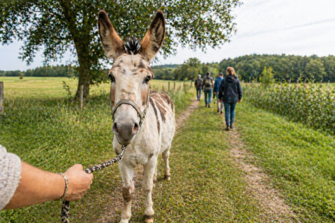 Eselwanderung Langohren-Route mit 1 Esel (ca. 1,5 Std)