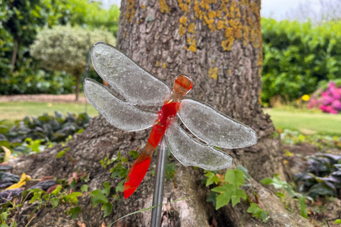 Libelle Rot