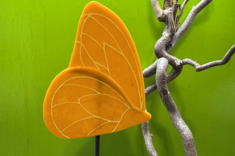 Schmetterling Orange