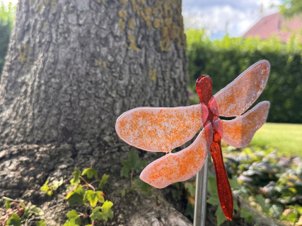 Libelle Rot/Lila