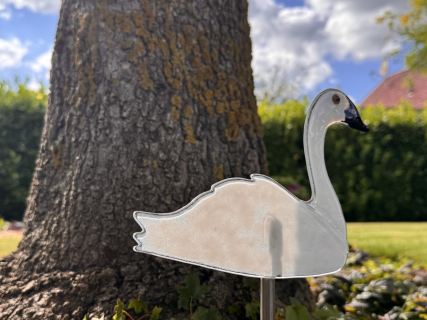 Schwan