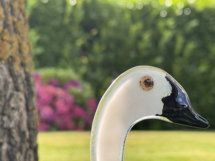 Schwan