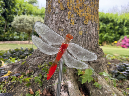 Libelle Rot