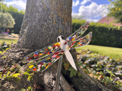 Libelle Bunt