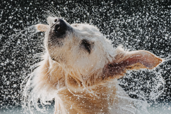 Hundestrand  Beachclub Nethen 