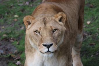 Zoo Osnabrück