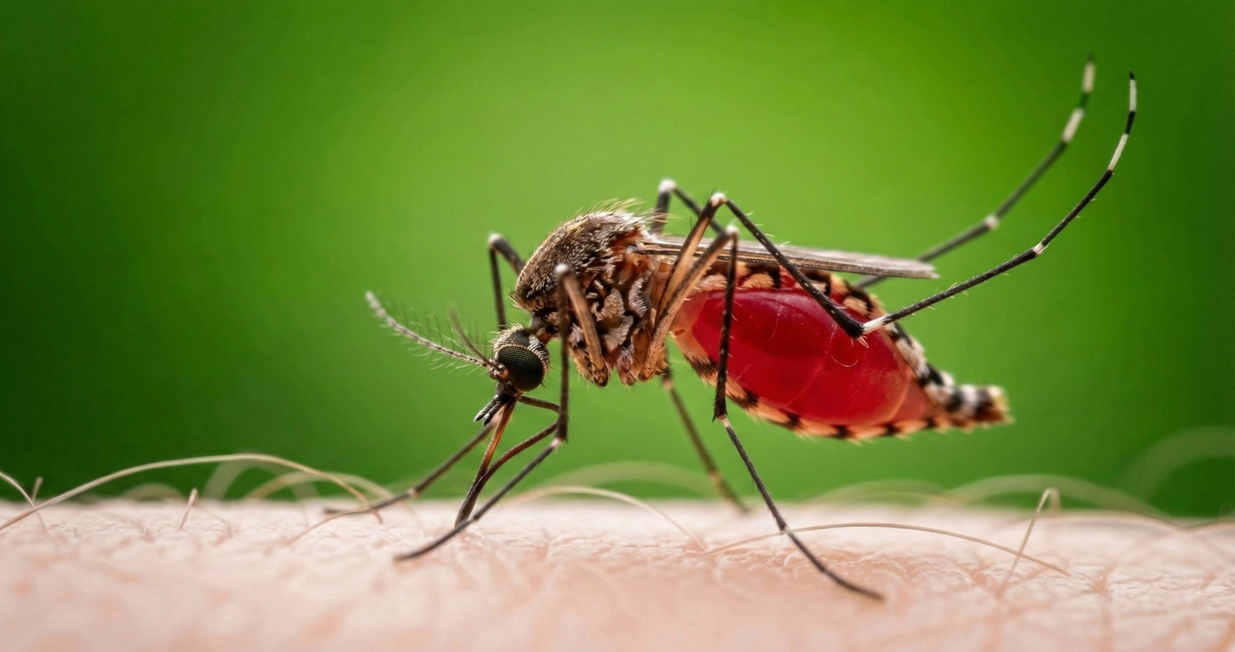 Stichfrei durch den Sommer: Wirksamer Schutz vor Stechmücken – für Groß und Klein