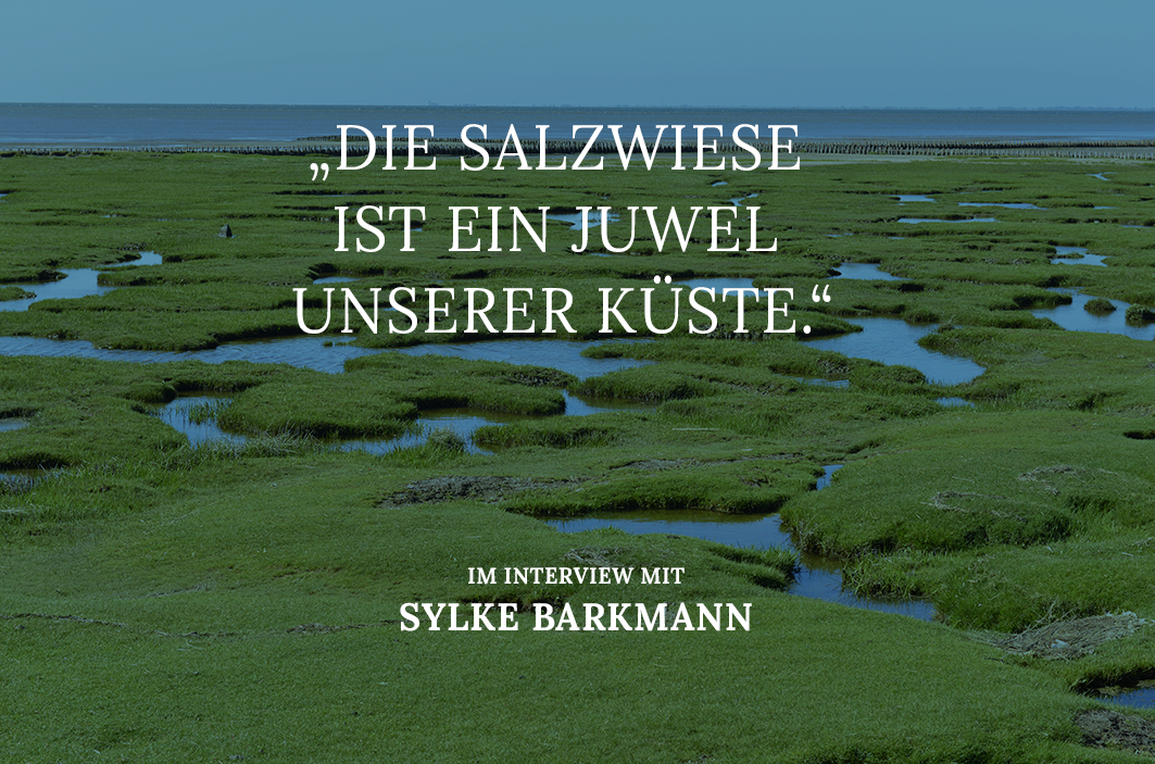 Was macht Salzwiesen so besonders?