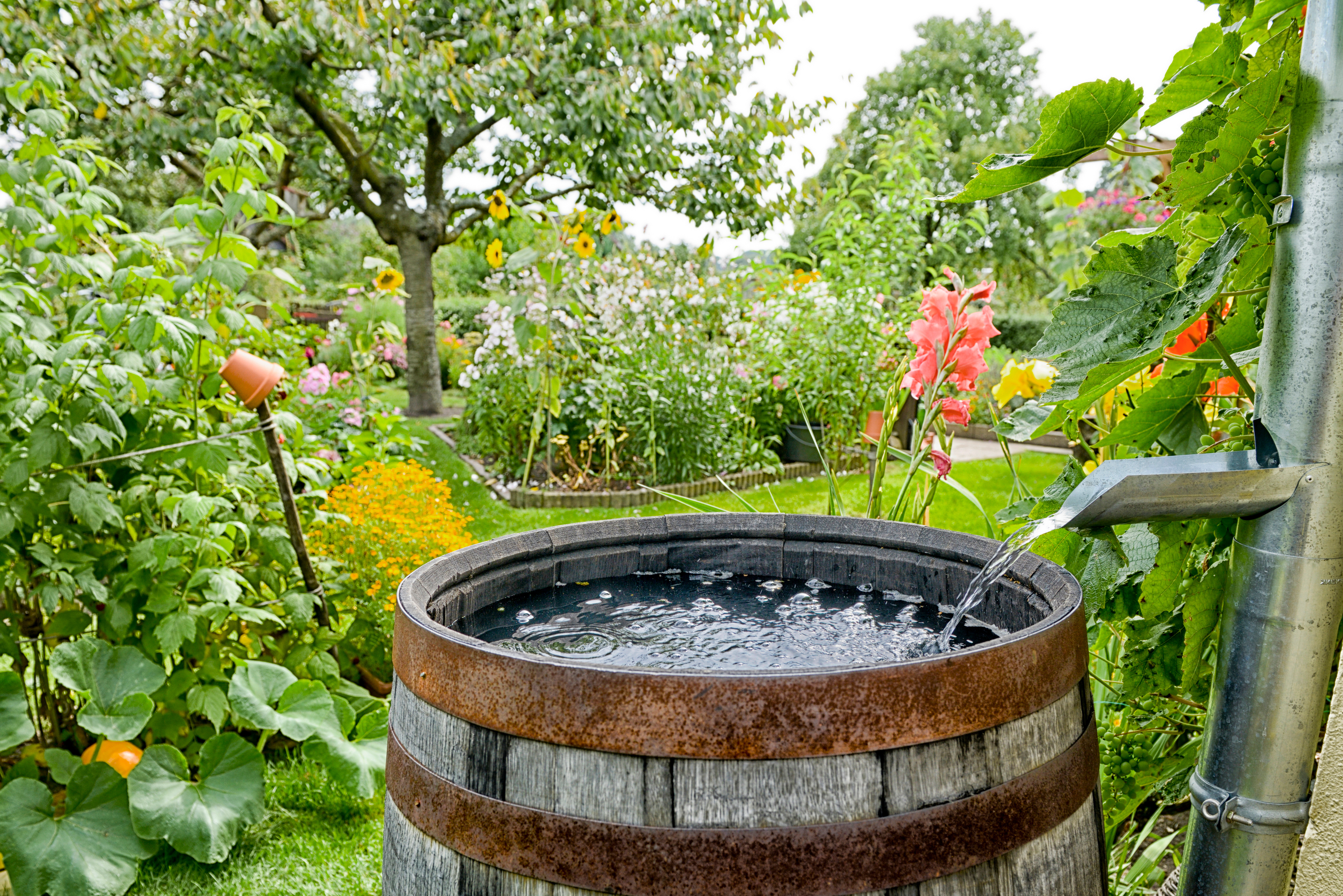 Regentonne aufstellen: nachhaltig den Garten bewässern