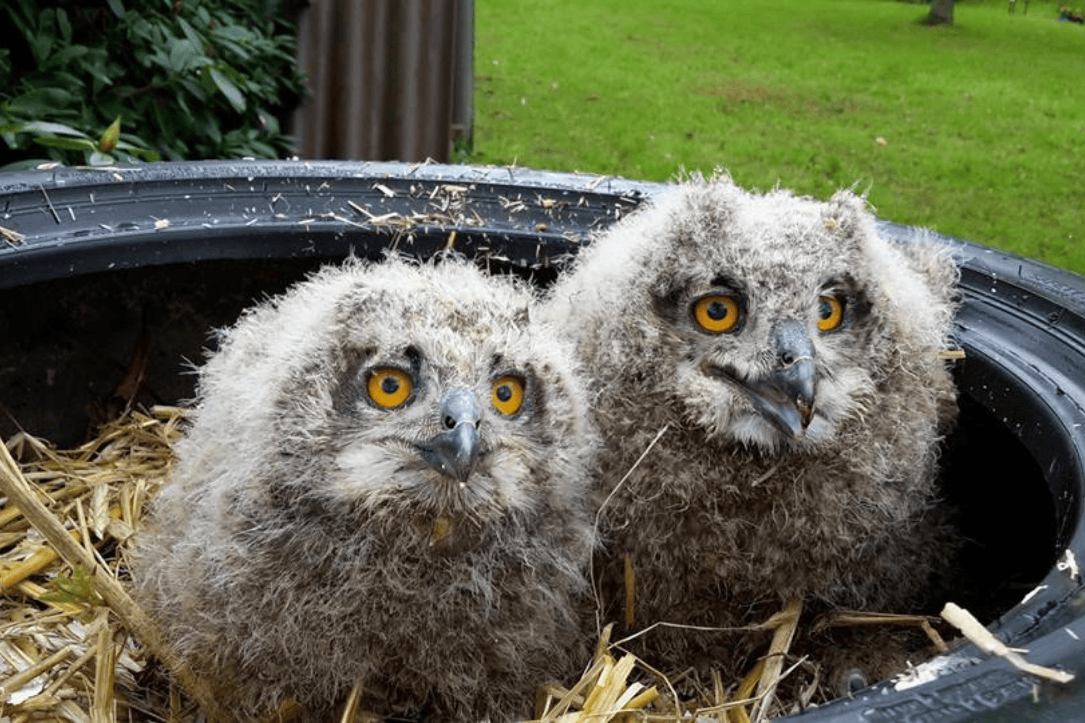 Wildtierauffangstation Rastede: Reha-Zentrum und Zufluchtsort