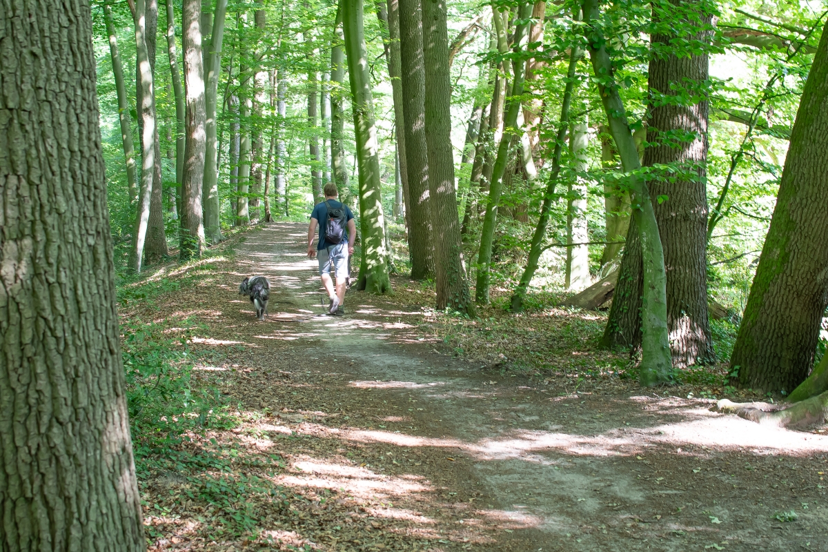 Ein Mann, der mit seinem Hund im Wald spazieren geht