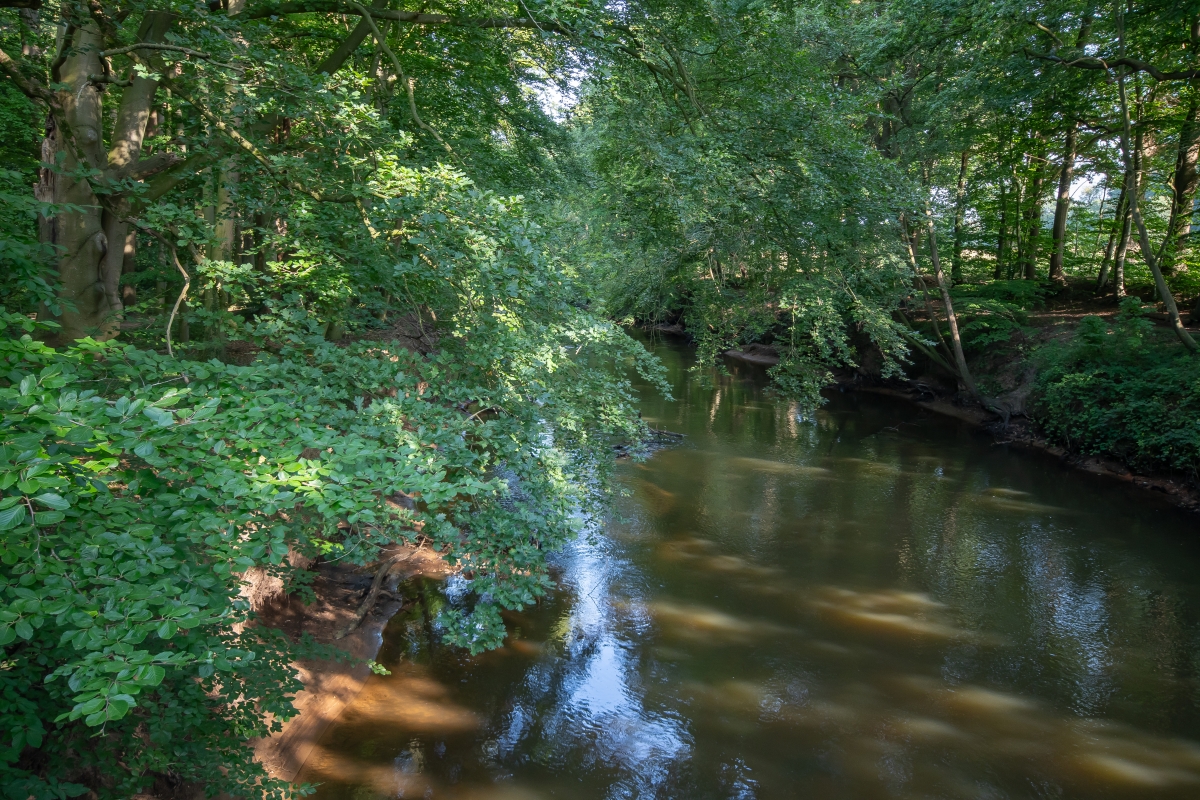 Ein Fluss, der durch einen Wald fließt.
